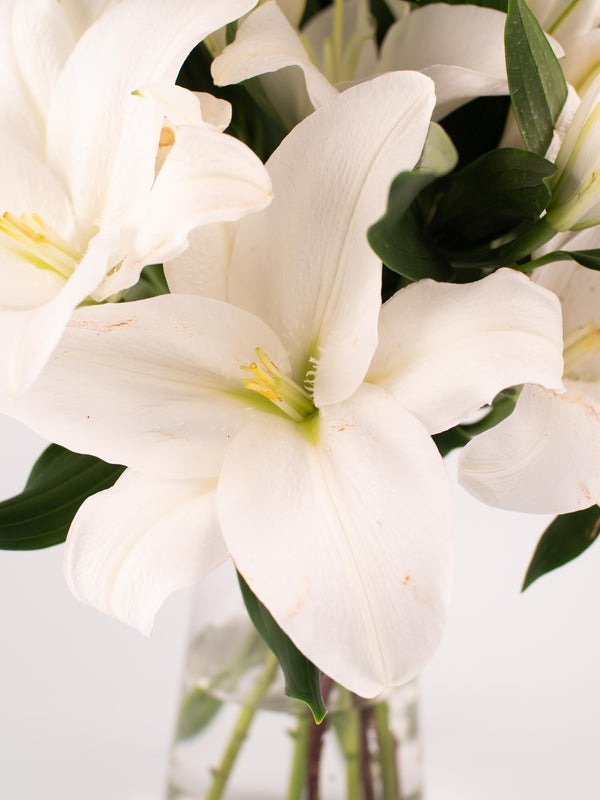 Liliums blancos