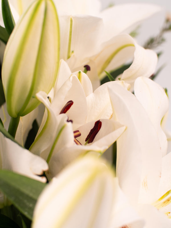 Liliums blancos