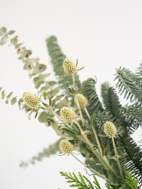 Algodón y eucalipto - Mix invernal