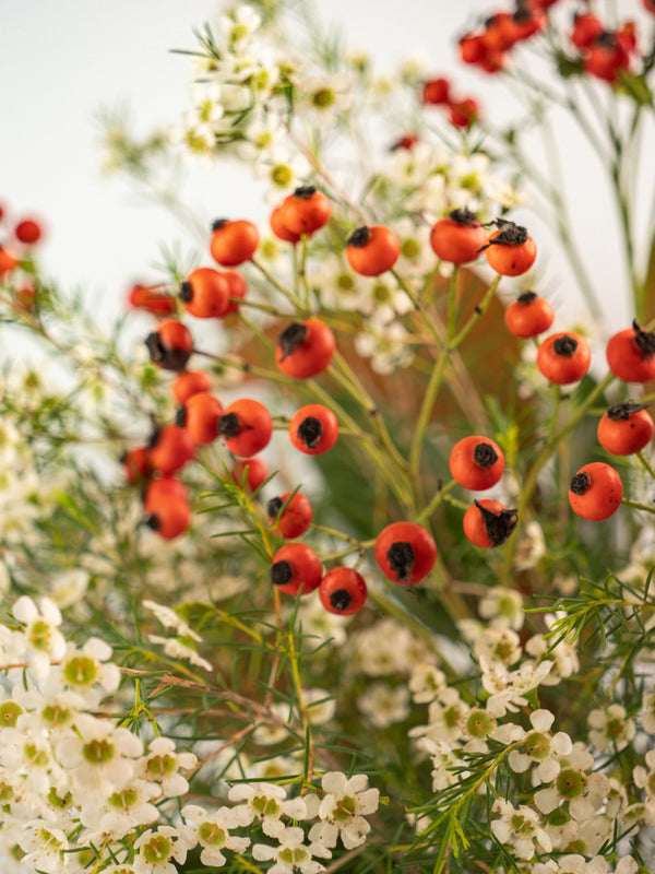 Magnolia, escaramujo y flor de cera - Mix otoñal