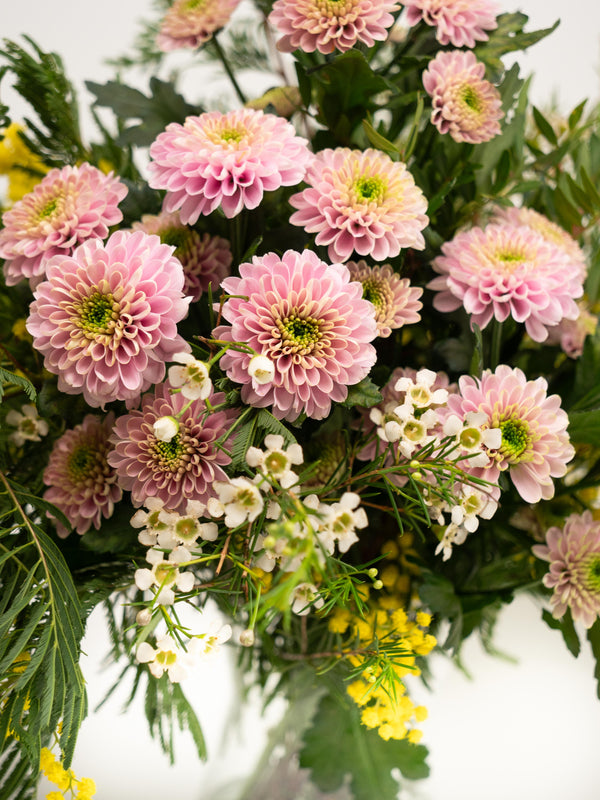 Mimosa y crisantemos