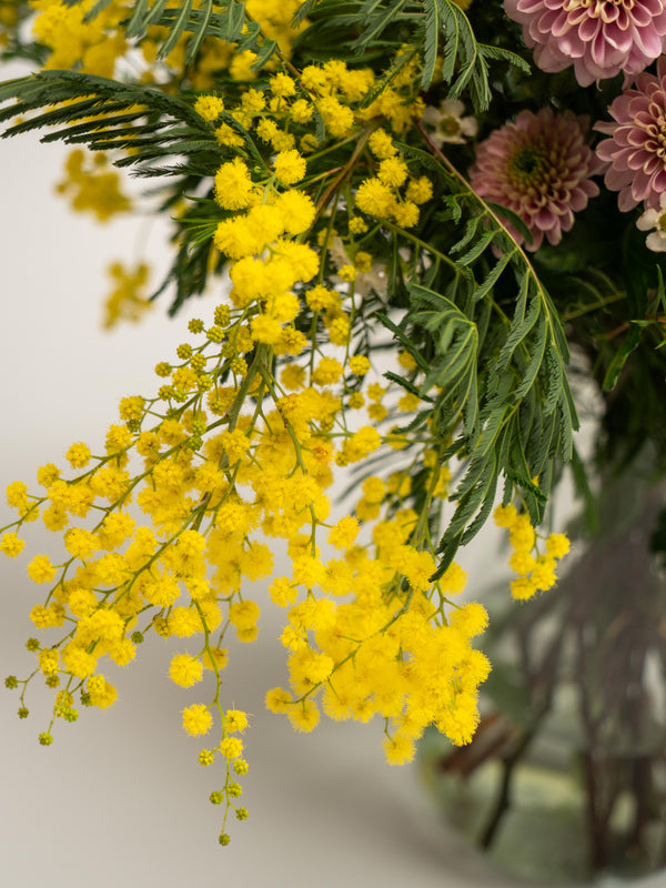 Mimosa y crisantemos