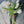 Tulipas blancas