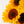 Girasoles