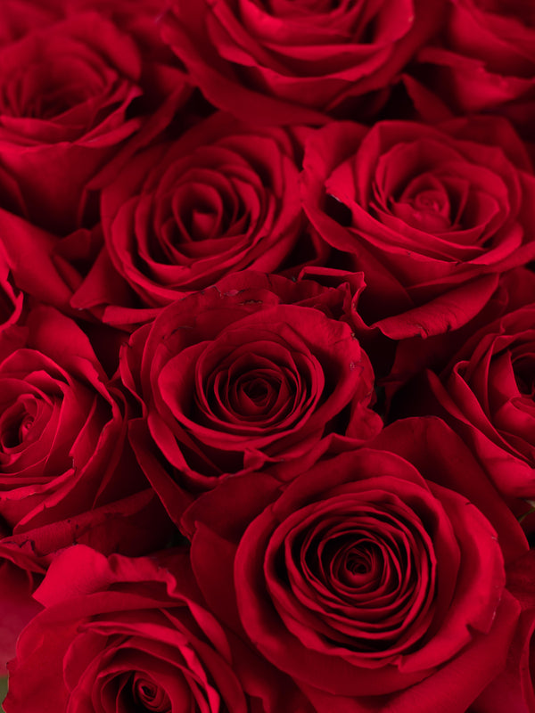 Rosas Rojas