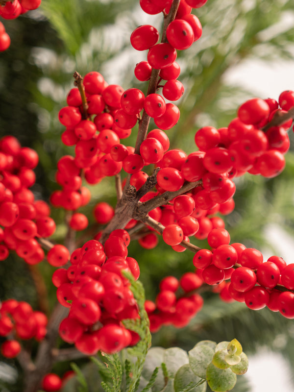 Ilex y abeto - Mix invernal