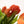 Tulipas naranjas