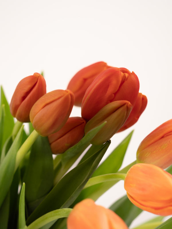 Tulipas naranjas