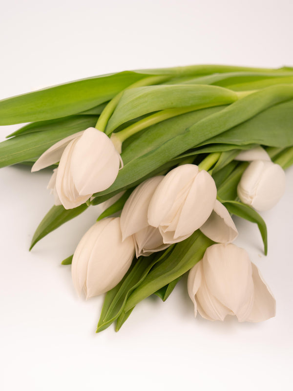 Tulipas blancas