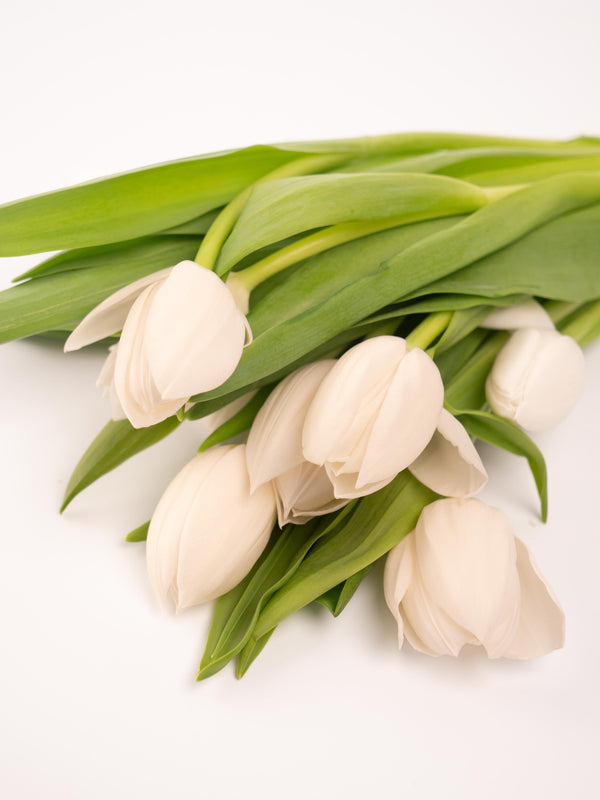 Tulipas blancas