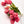 Tulipas rosas