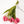 Tulipas rosas