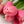 Tulipas rosas