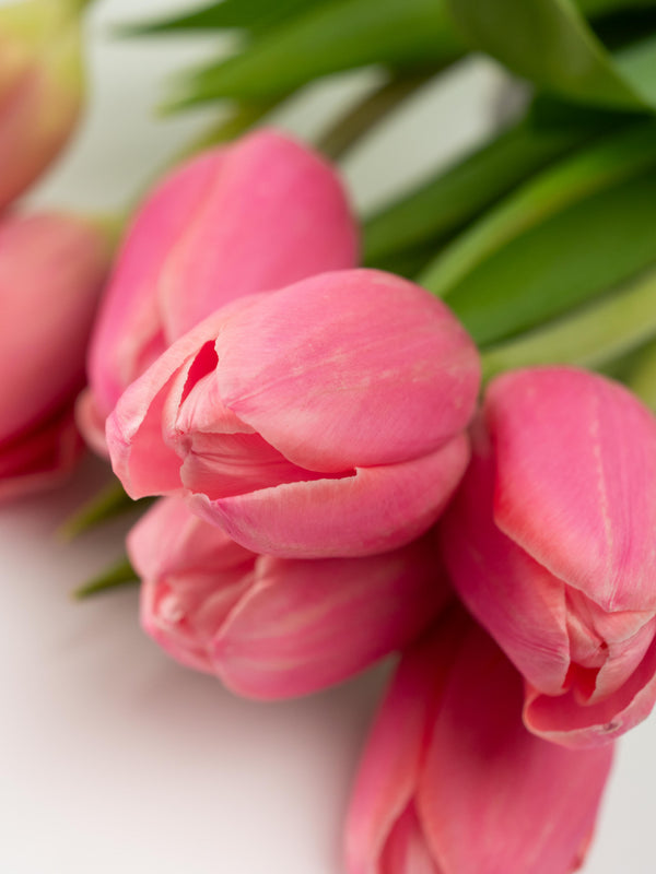 Tulipas rosas