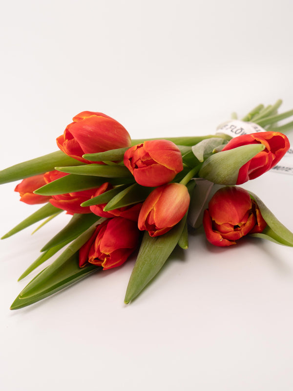 Tulipas rojas