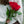 Detalle rosas rojas
