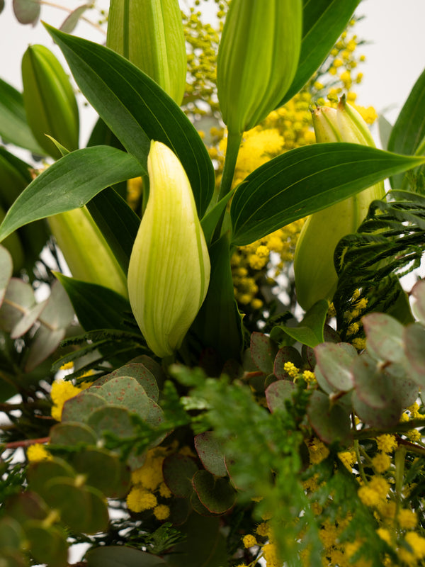 Mimosa y lilium
