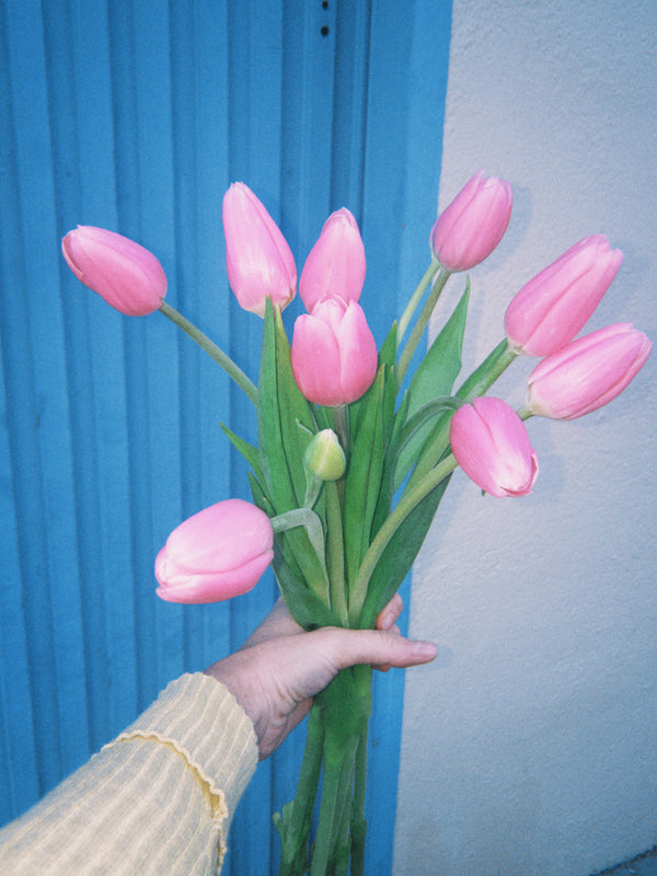 Tulipas rosas