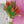 Tulipas rojas