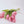 Tulipas rosas
